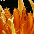 Bruguiera sexangula (Upriver Orange Mangrove) in Yorkeys Knob オバナヒルギ<br />Canon KDX (400D) + EFS60 F2.8 + SPEEDLITE 380EX